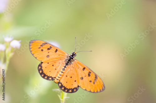 Yellow butterfly on white flowers