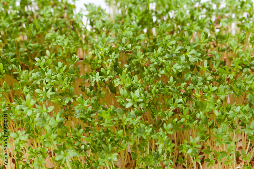 Fototapeta premium Cress seedlings isolated on white background
