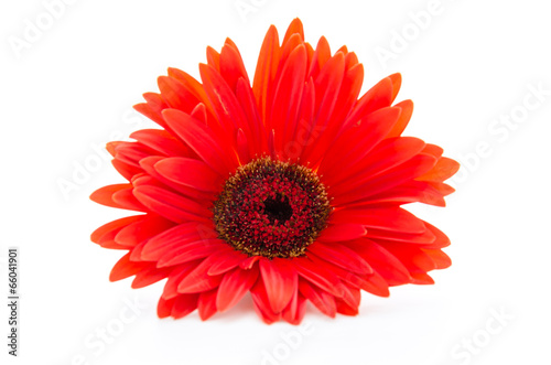 Gerbera