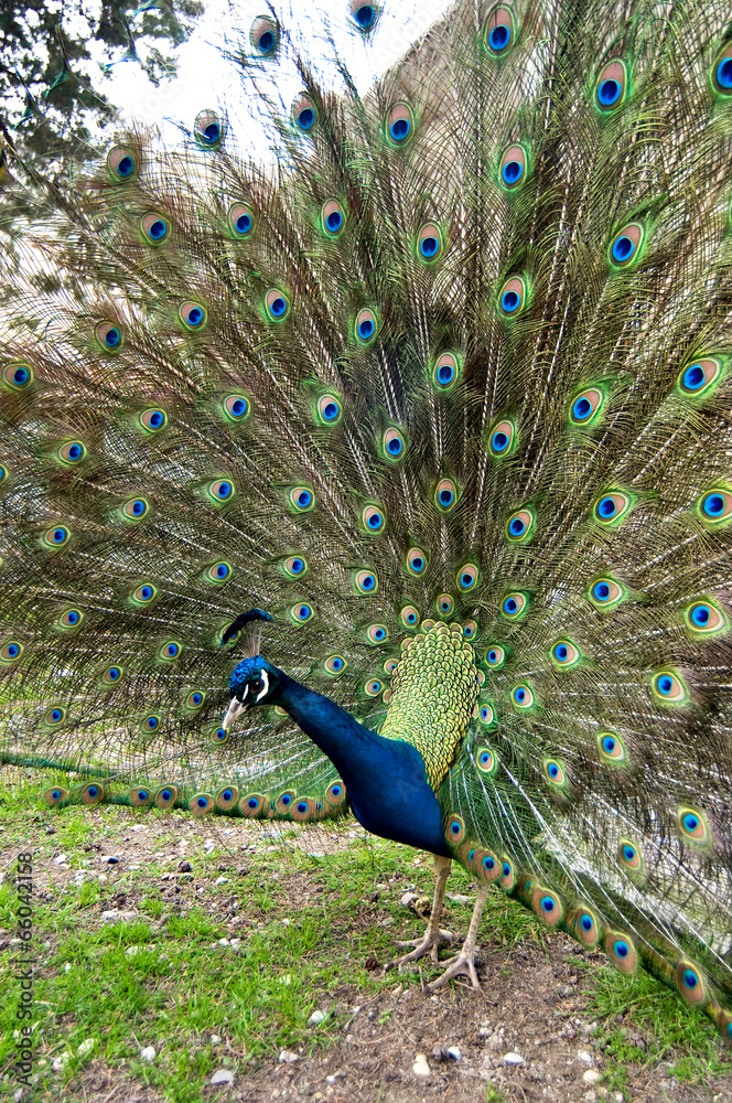 Obraz premium peacock