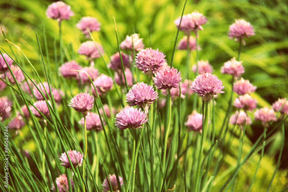 Wild grass Wild grass