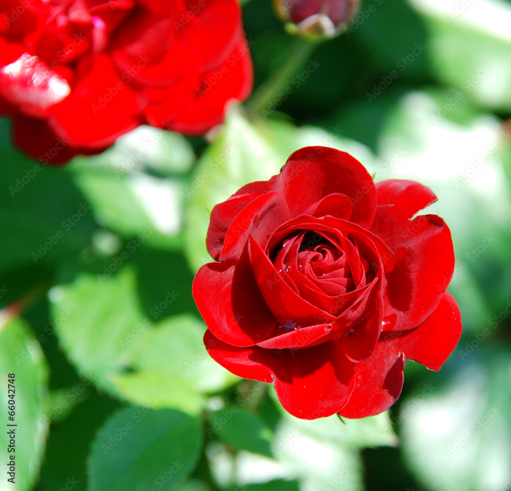 Red rose Red rose