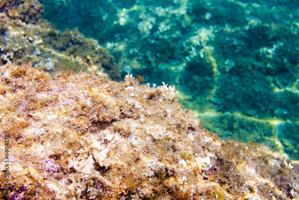 Fototapeta premium marine life, Cap de Peyrefite, Languedoc-Roussillon, France