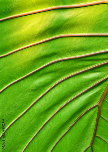 big green leaf