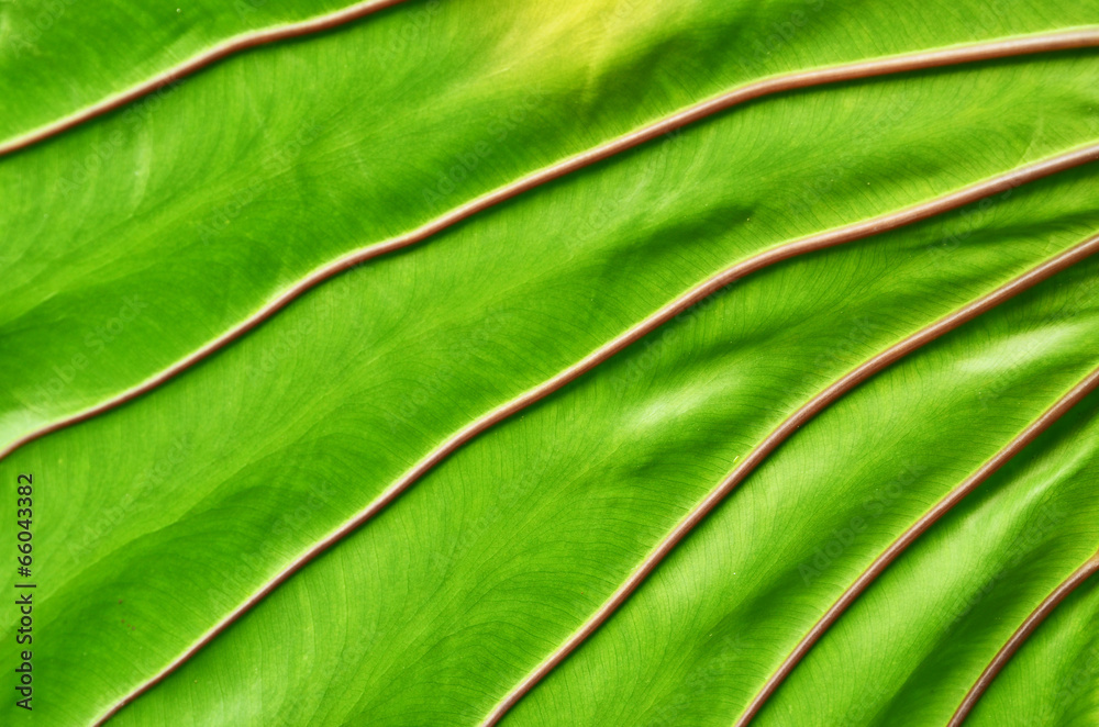 Texture of a green leaf as background Texture of a green leaf as background