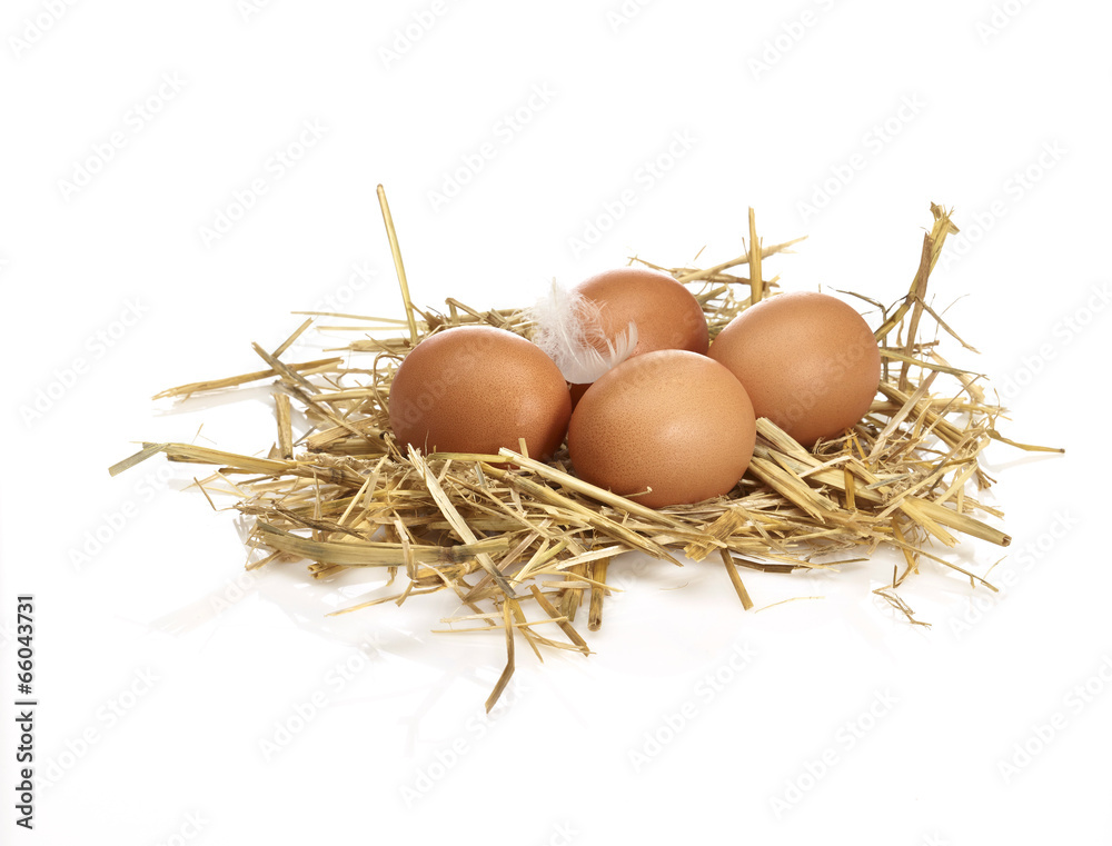 4 Eier im Nest