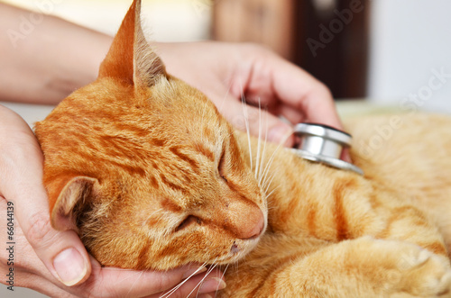 Veterinarian examining a kitten
