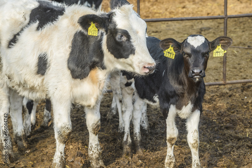 cow farm