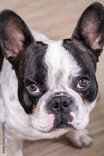 Fototapeta Naklejka Na Ścianę i Meble -  French bulldog portrait