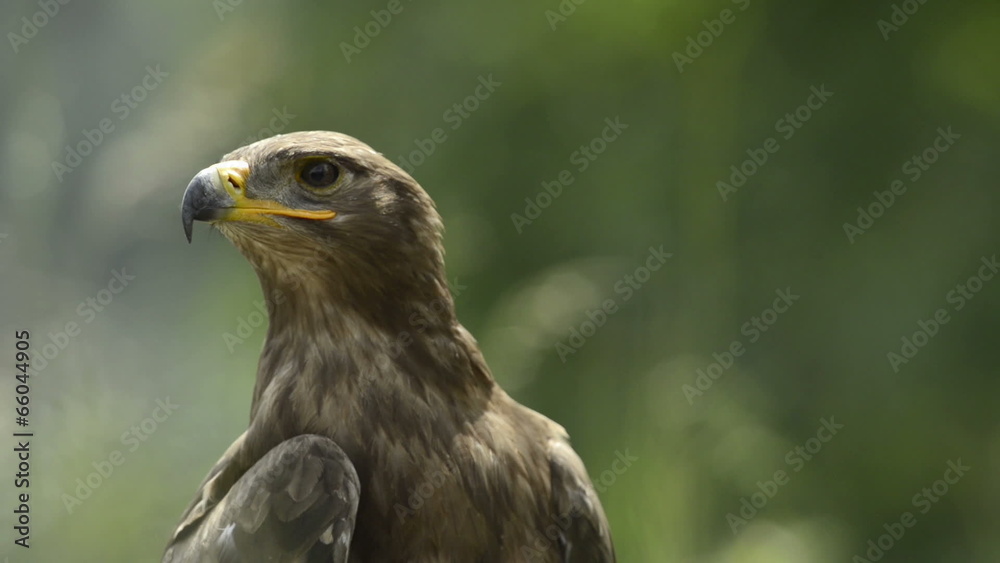 Close-up of a Steppe eagle looking around Close-up of a Steppe eagle looking around