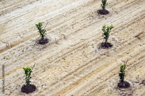 Photography Reforestation-1