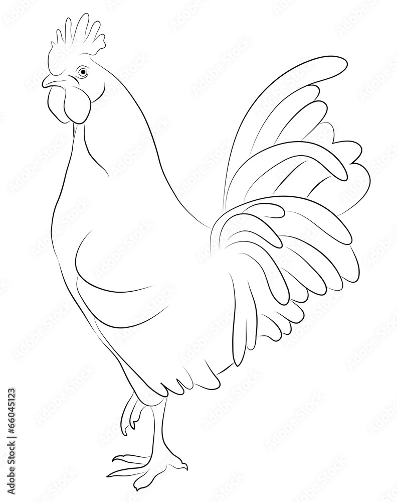 Sketch of a Cock Sketch of a Cock