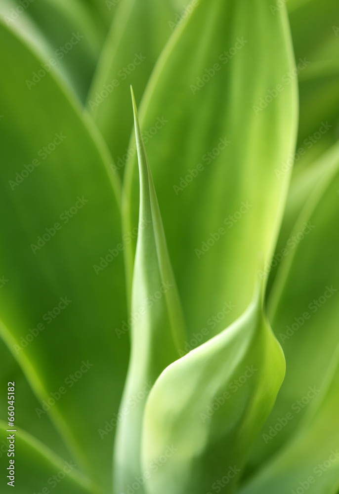 aloe vera aloe vera