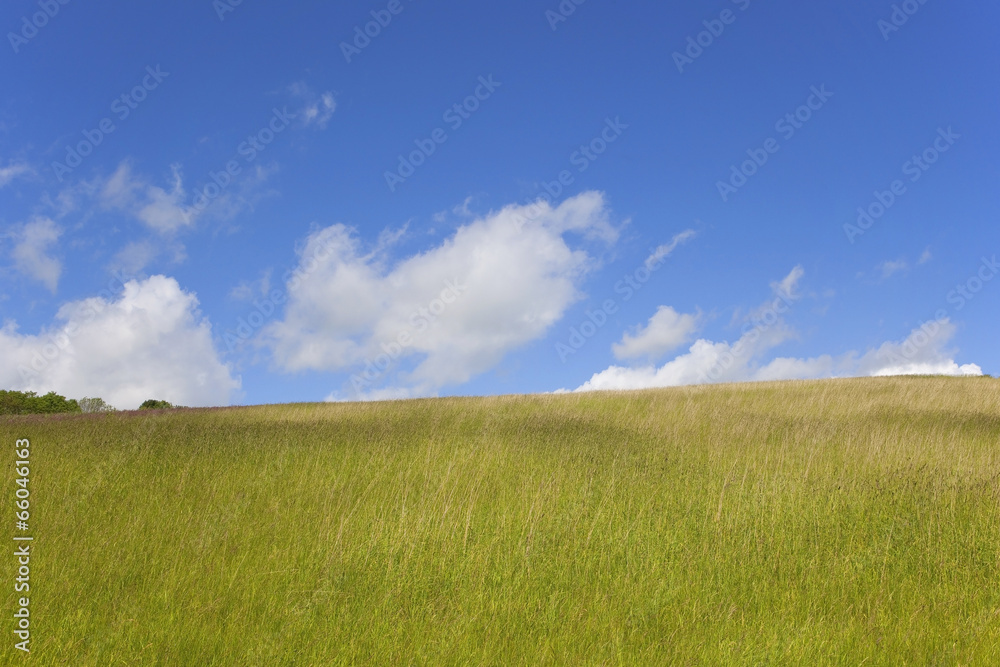 summer hay field