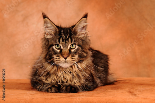 Maine Coon Katze liegend auf Braun photo
