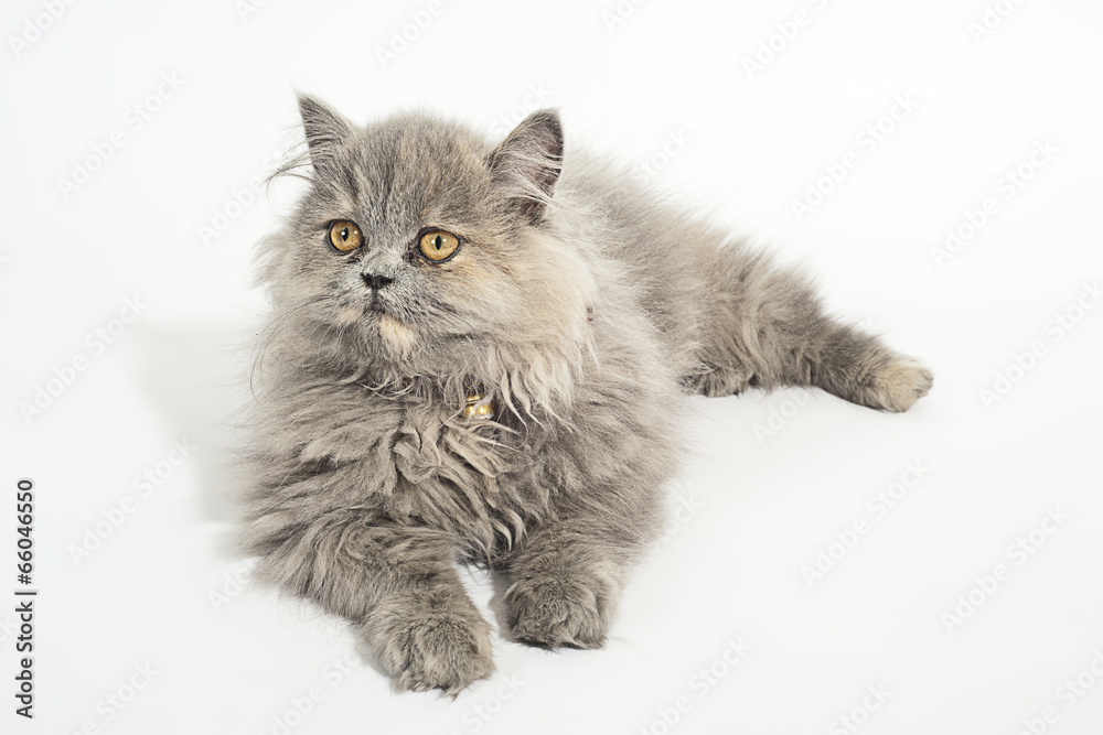 Gray cat Gray cat
