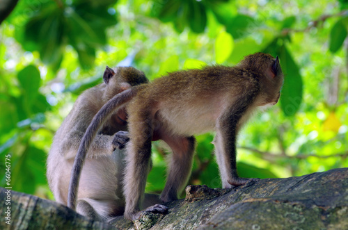 monkey