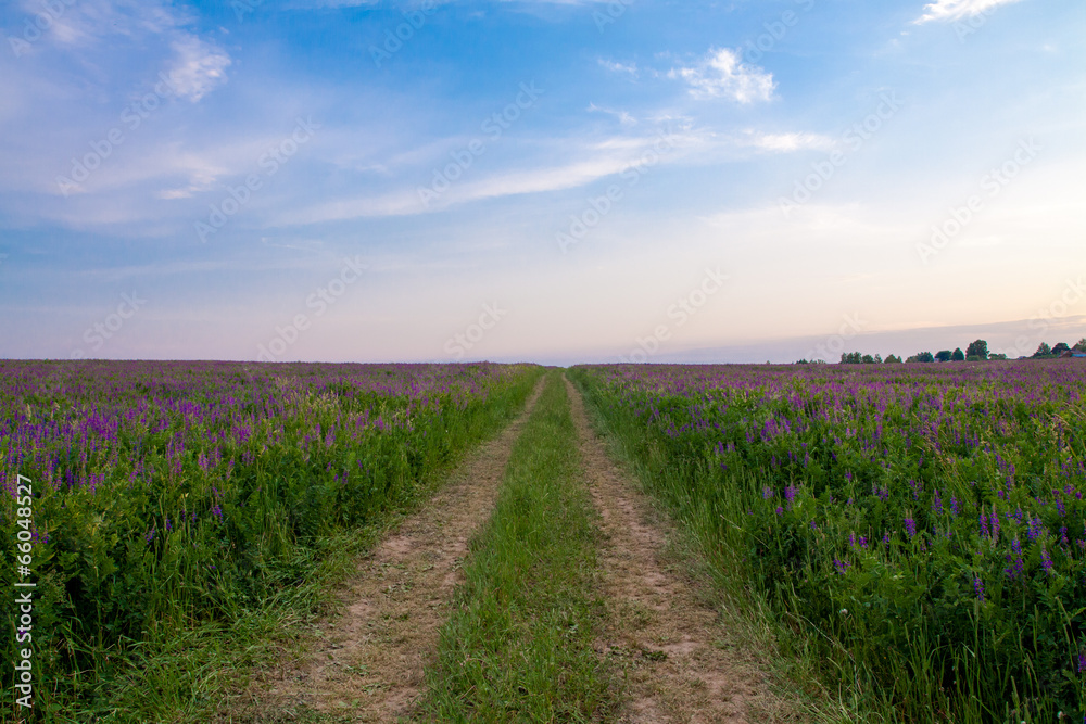 road through the field with lilac flowers road through the field with lilac flowers