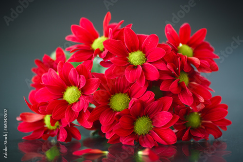 beautiful bouquet of red chrysanthemums