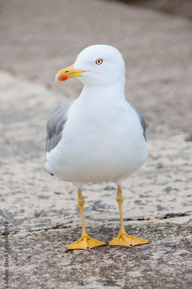 Obraz premium single seagull front view looking to the side