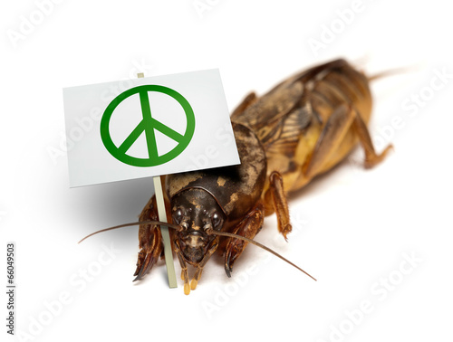 Mole cricket demonstrates for peaceful sollution of pest problem