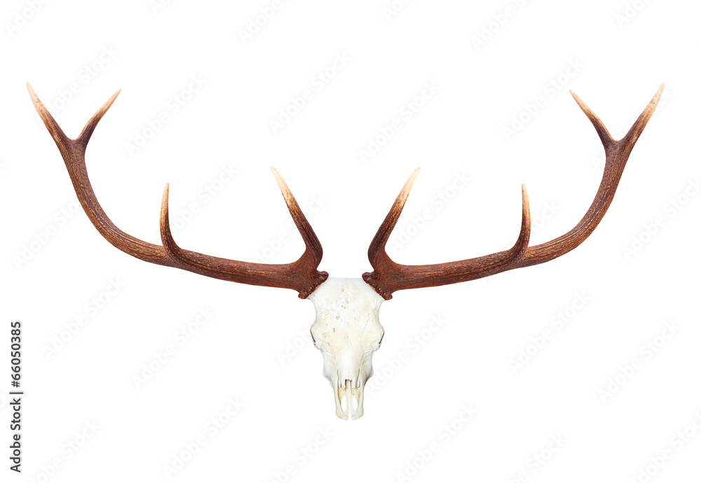 Skull with antlers isolated on white background. Skull with antlers isolated on white background.