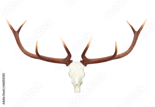 Skull with antlers isolated on white background.