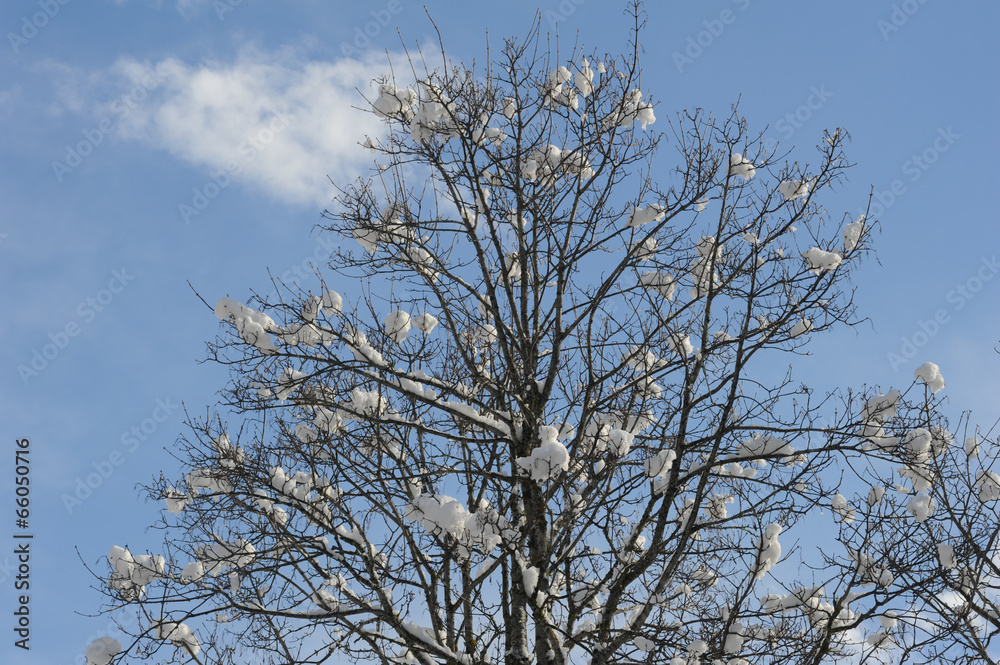 Trees with snow on it Trees with snow on it