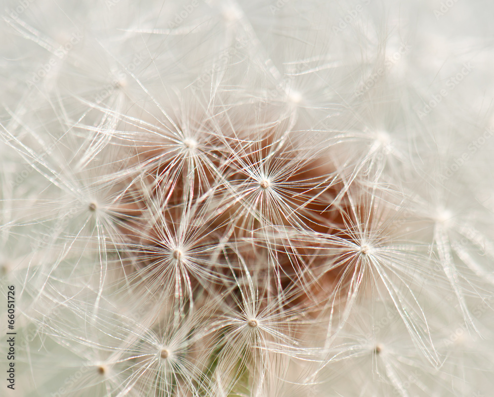 Fototapeta premium dandelion texture