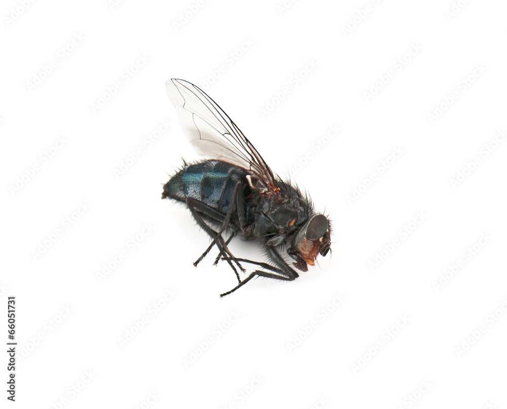 dead fly dead fly