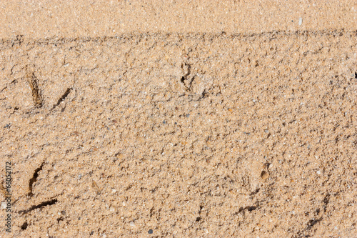 Chicken footprints on sand