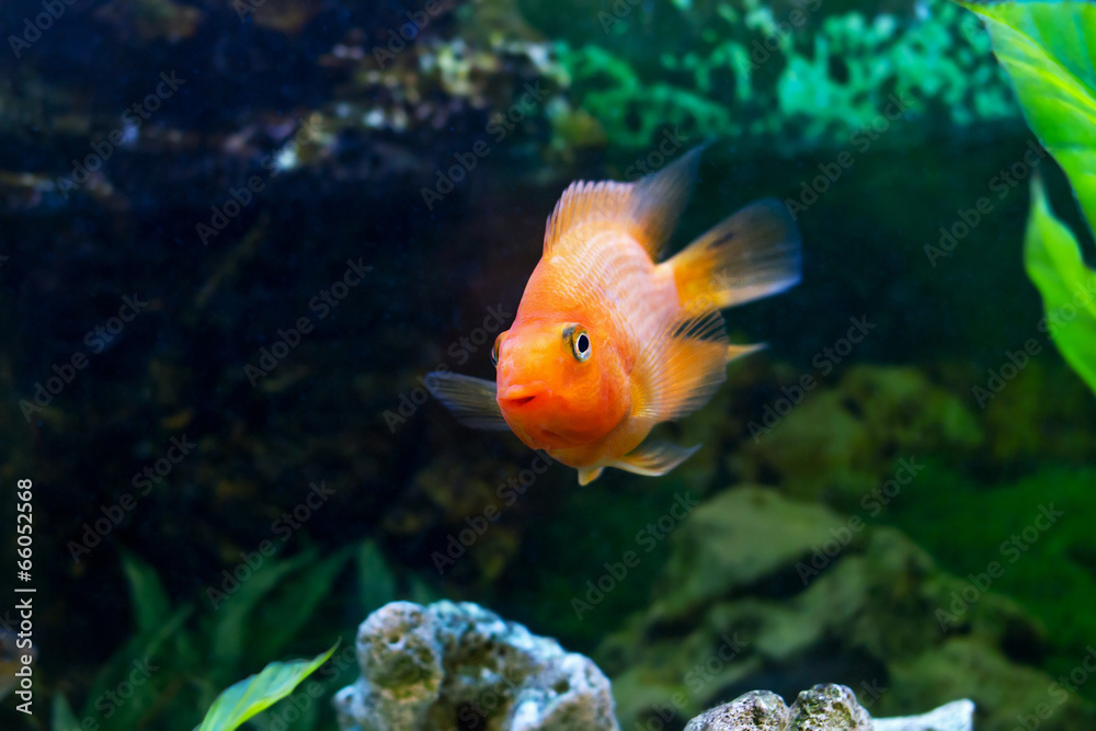 beautiful aquarium decorative orange parrot fish beautiful aquarium decorative orange parrot fish