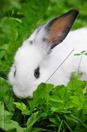 Baby white rabbit in grass © nmelnychuk