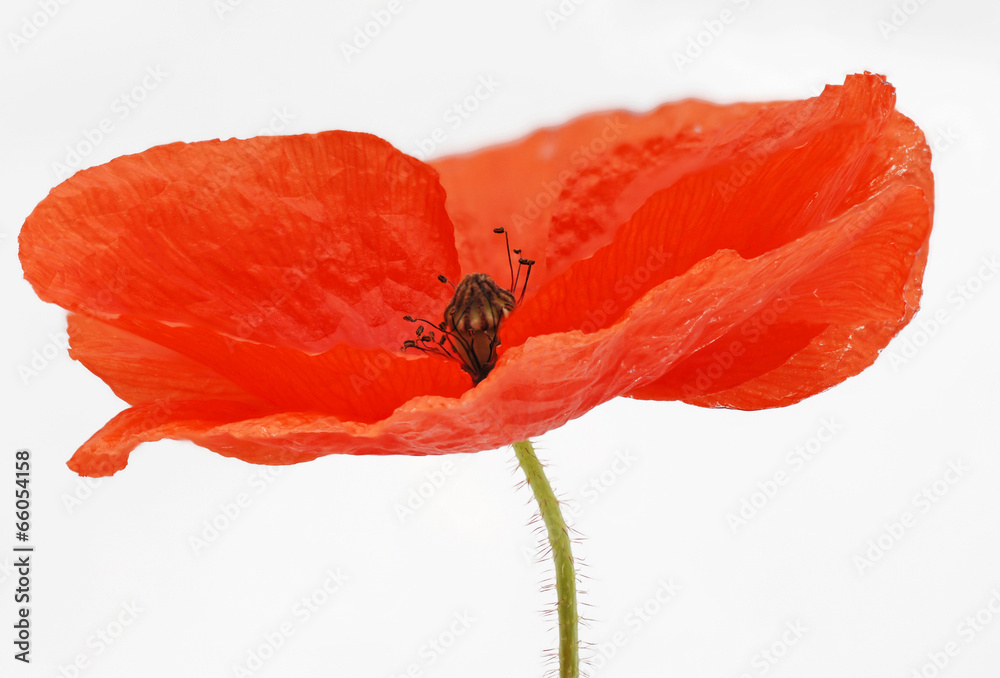 Fototapeta premium dziki mak