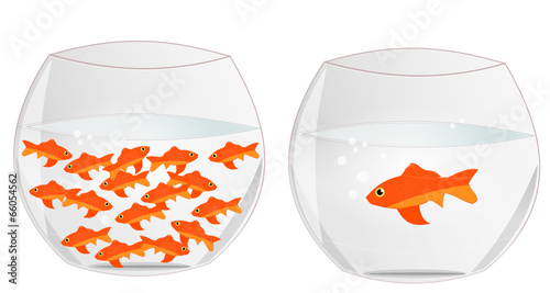 Poisson solitaire