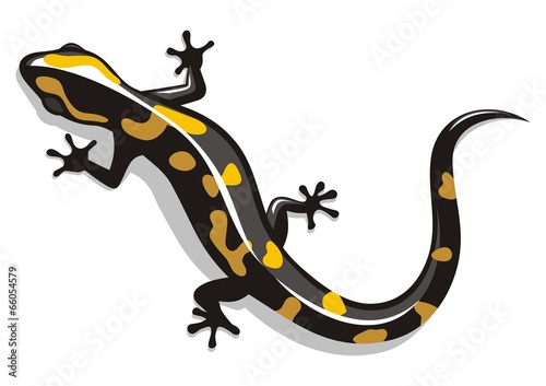 Salamander photo