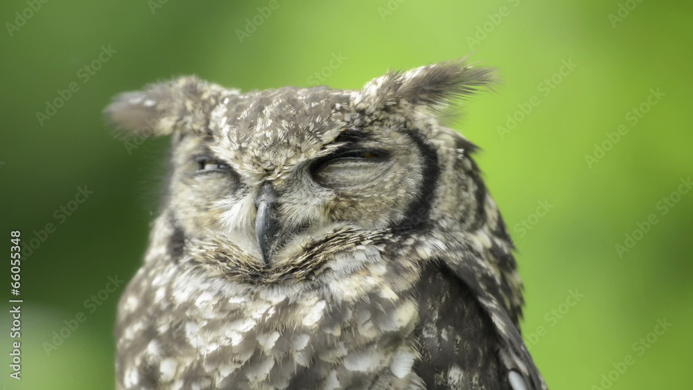 Spotted eagle-owl looking around Spotted eagle-owl looking around