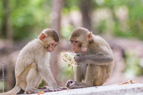 monkey