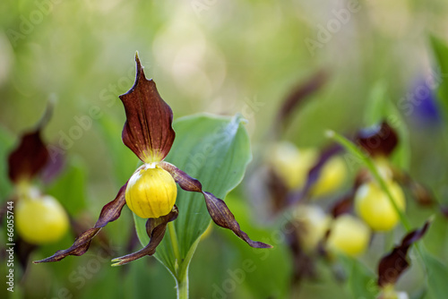 Fototapeta Naklejka Na Ścianę i Meble -  Deutsche Orchideen, Frauenschuh,Cypripedium calceolus