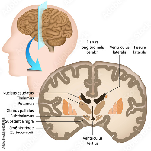 Menschliche Gehirn, Querschnitt, Anatomie, Basalganglien