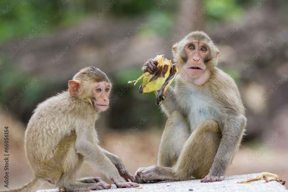 monkey monkey