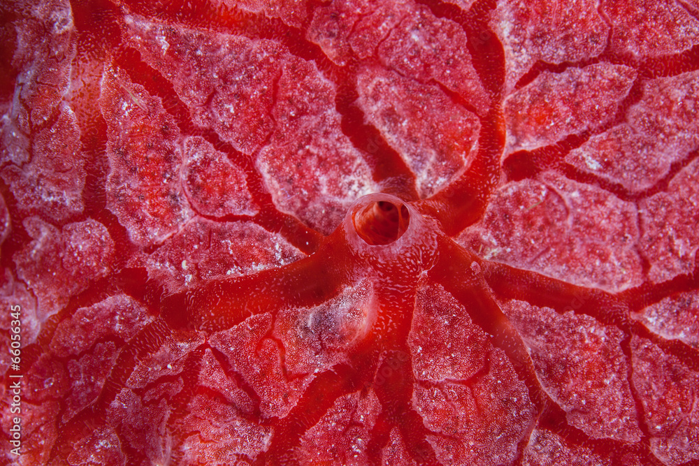 Naklejka premium Red Sponge Detail