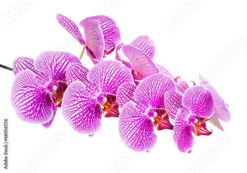 Beautiful branch blooming stripped lilac orchid  phalaenopsis is