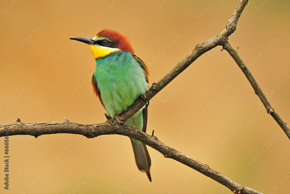 Bee-eater Bee-eater