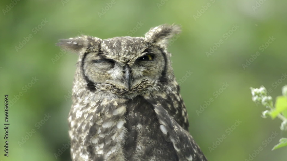 Spotted eagle-owl looking around Spotted eagle-owl looking around