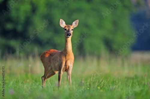 Fotografering Roe deer