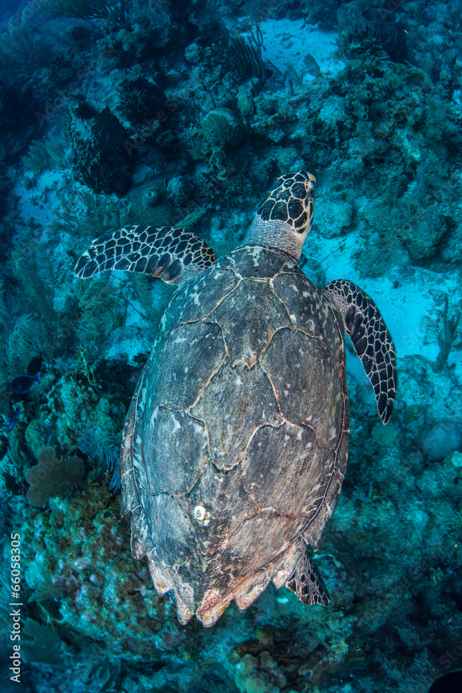 Naklejka premium Hawksbill Turtle 1