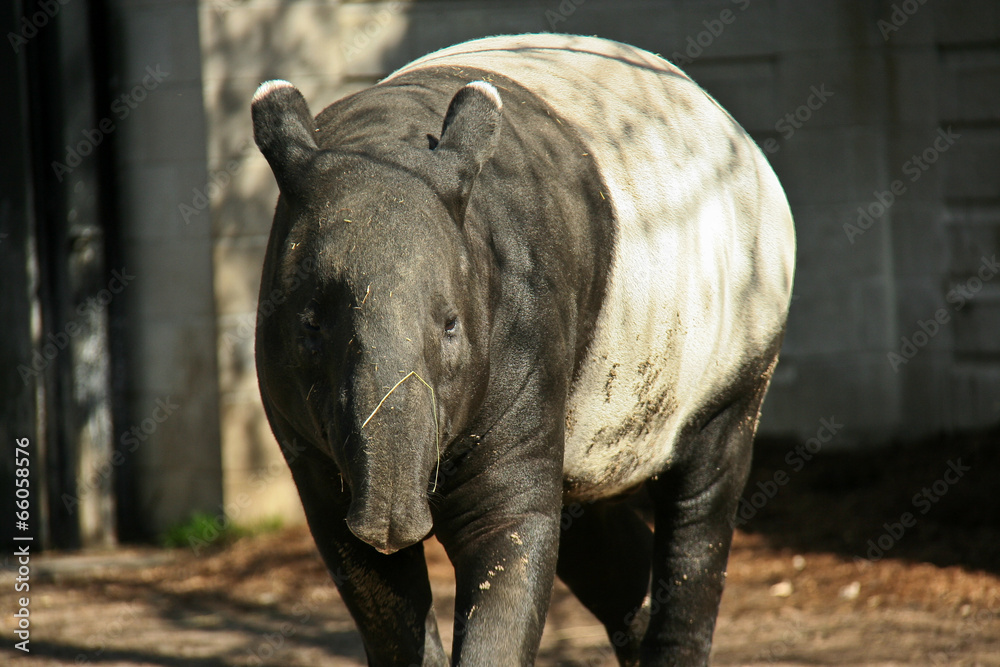 Naklejka premium Malayan Tapir Zoo