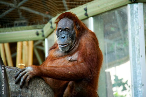 Canvas Print Sumatran Orangutan D
