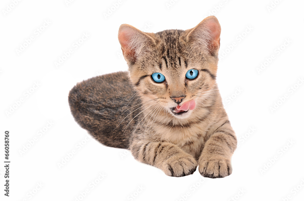 Brown Tabby Kitten with Tongue Out